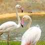 Flamingi na Cyprze